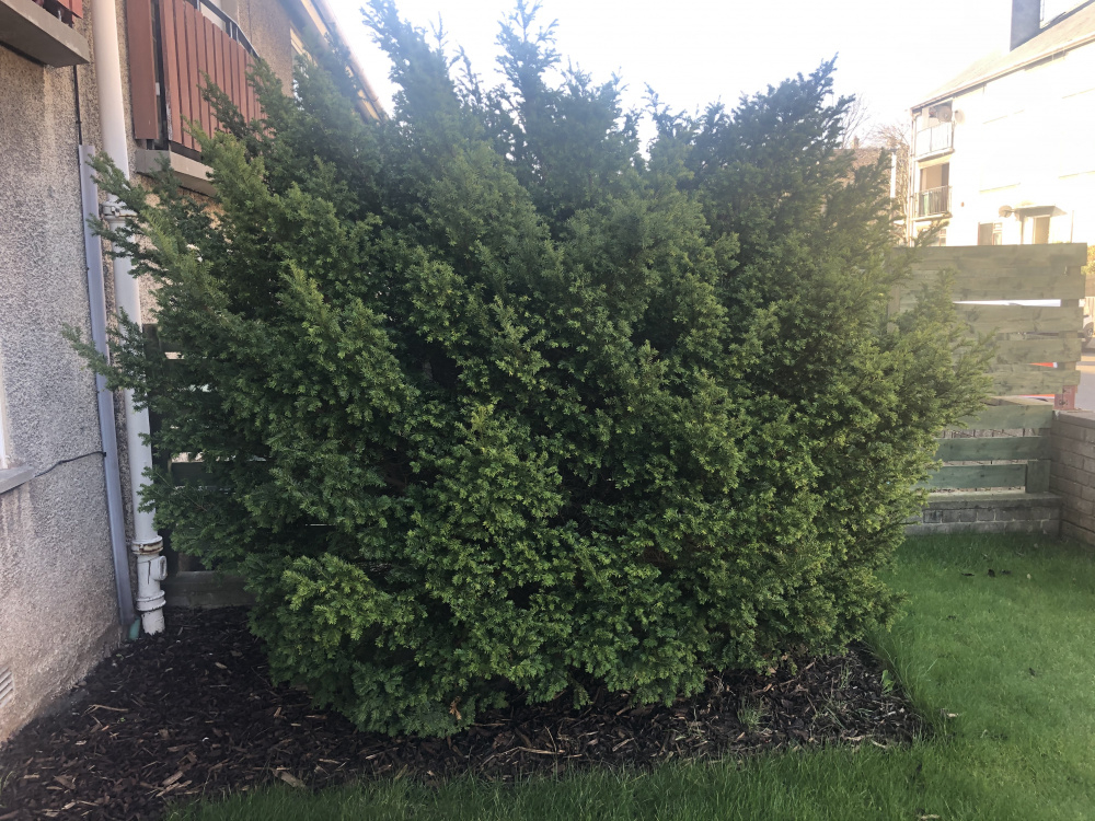 Will my tree grow back? — BBC Gardeners' World Magazine