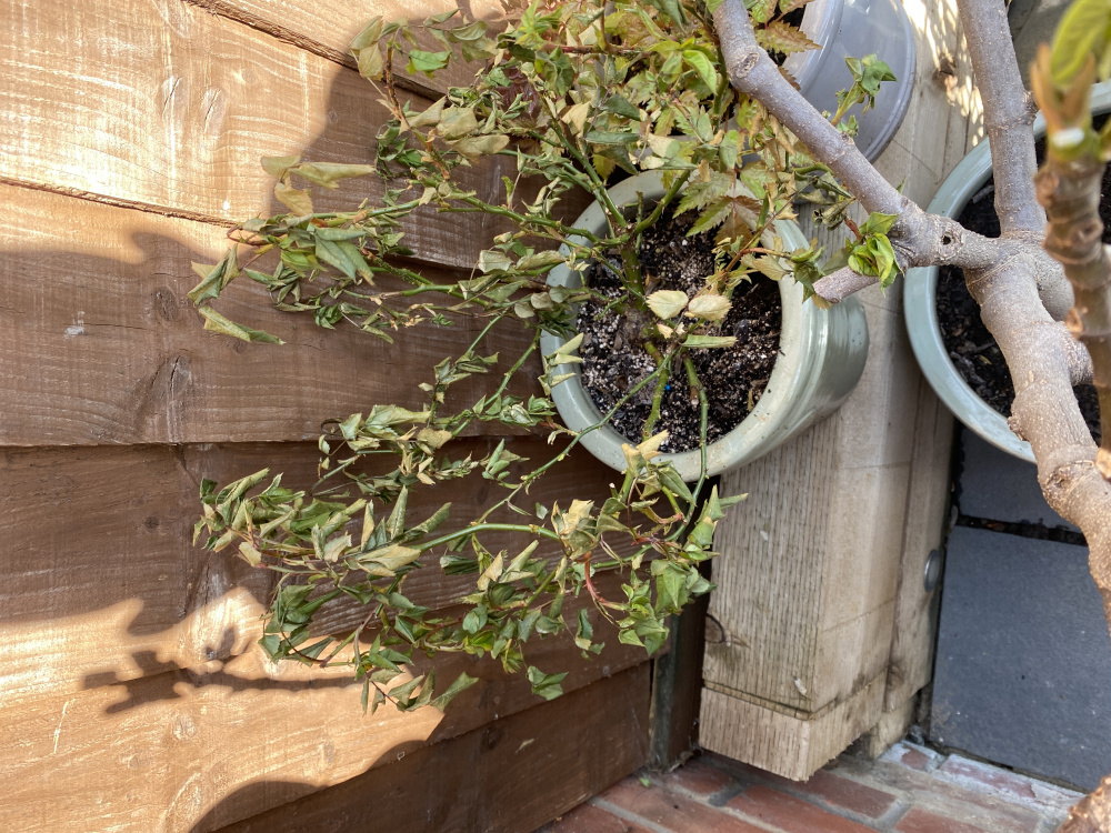 Rose bush wilting — BBC Gardeners' World Magazine