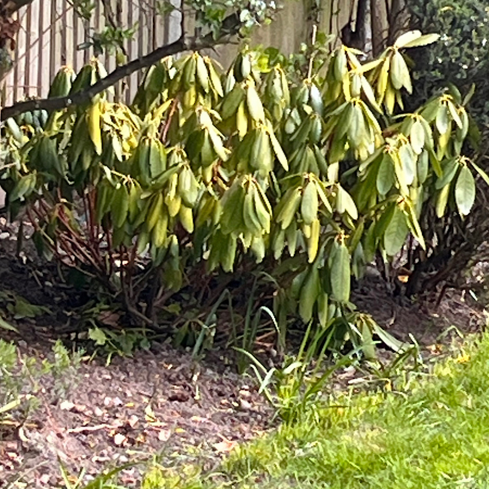Rhododendron recently planted drooping leaves. — BBC Gardeners' World Magazine