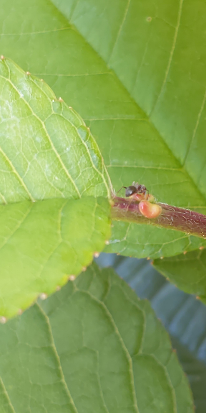 Ants on cherry tree but no aphids.... — BBC Gardeners' World Magazine