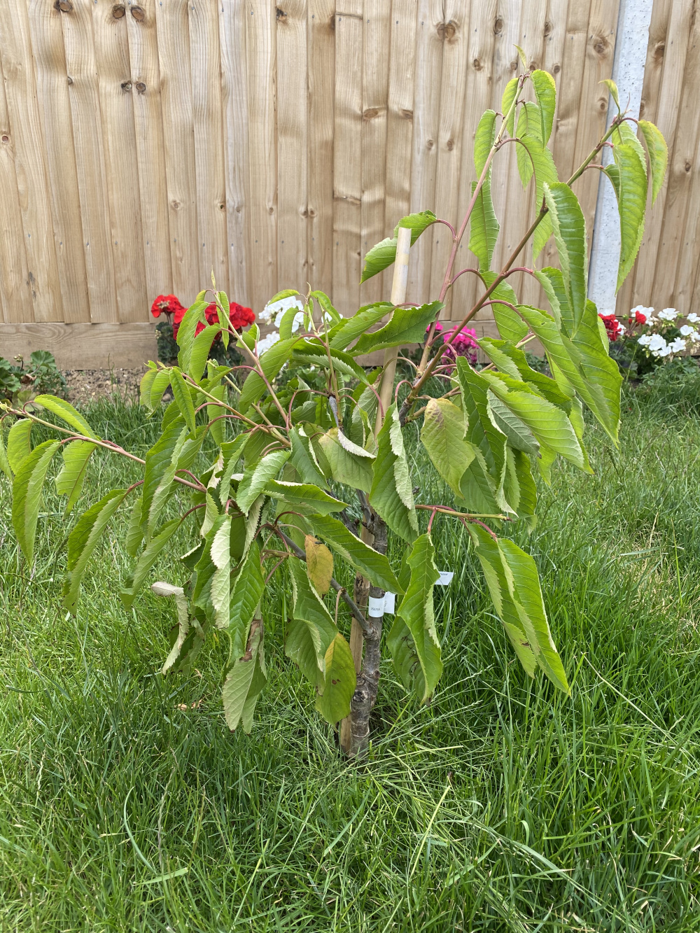 Is this Cherry Leaf Curl disease? Newbie gardener! — BBC Gardeners
