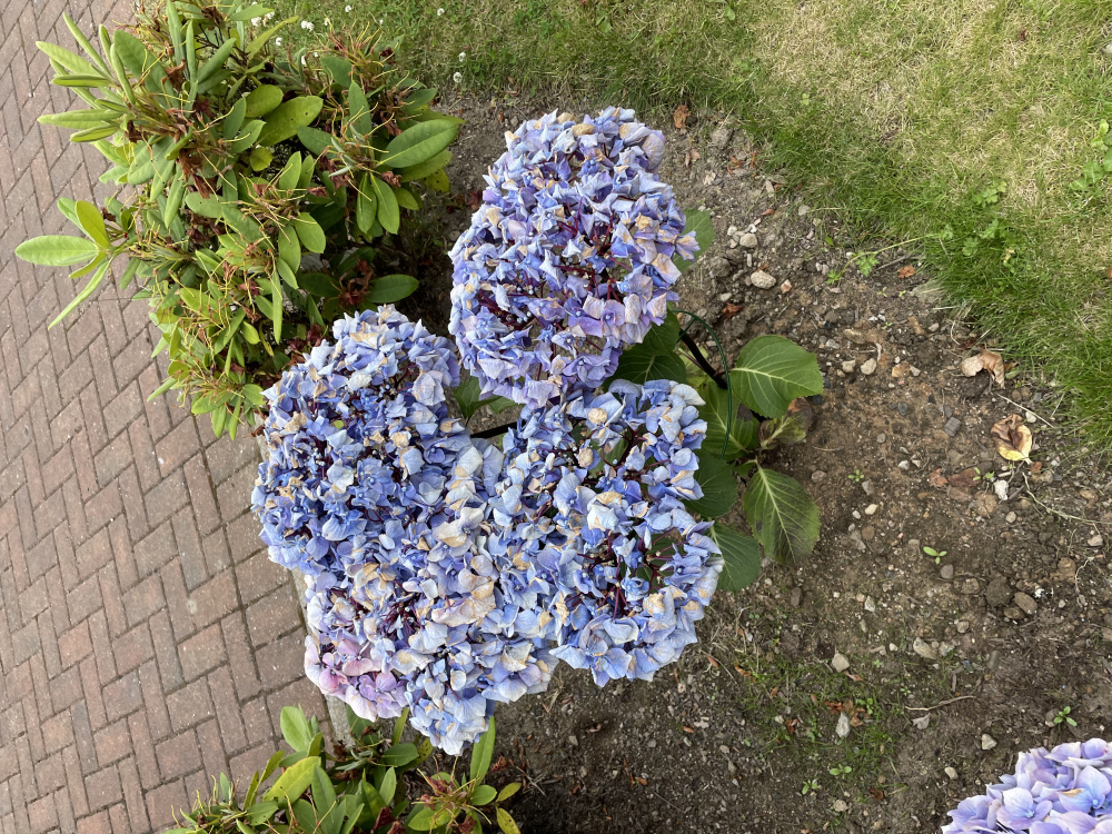 Any ideas on why these Hydrangeas are deteriorating — BBC Gardeners