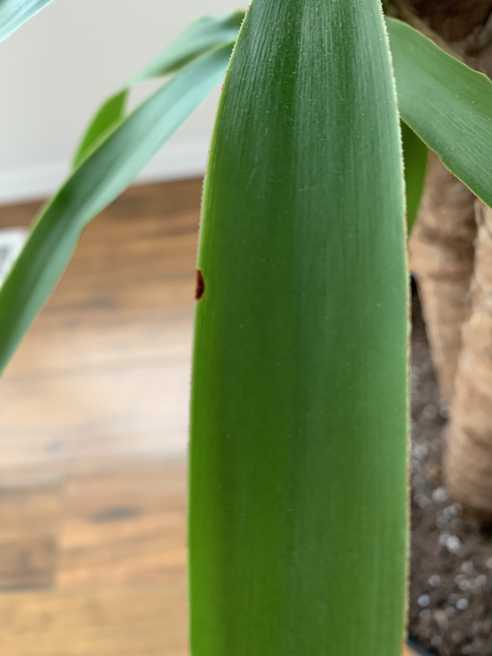 Can you identify the problem(s) with my Yucca? — BBC