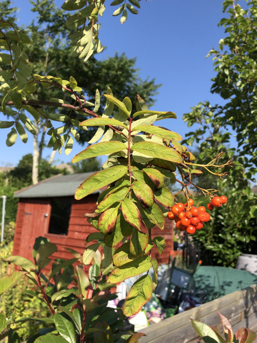 Rowan tree looking sickly — BBC Gardeners' World Magazine