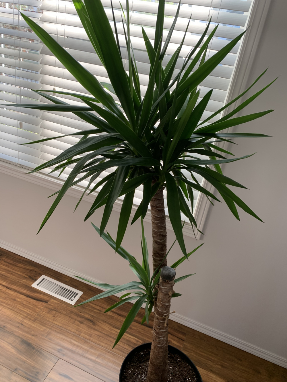 Can you identify the problem(s) with my Yucca? — BBC Gardeners' World