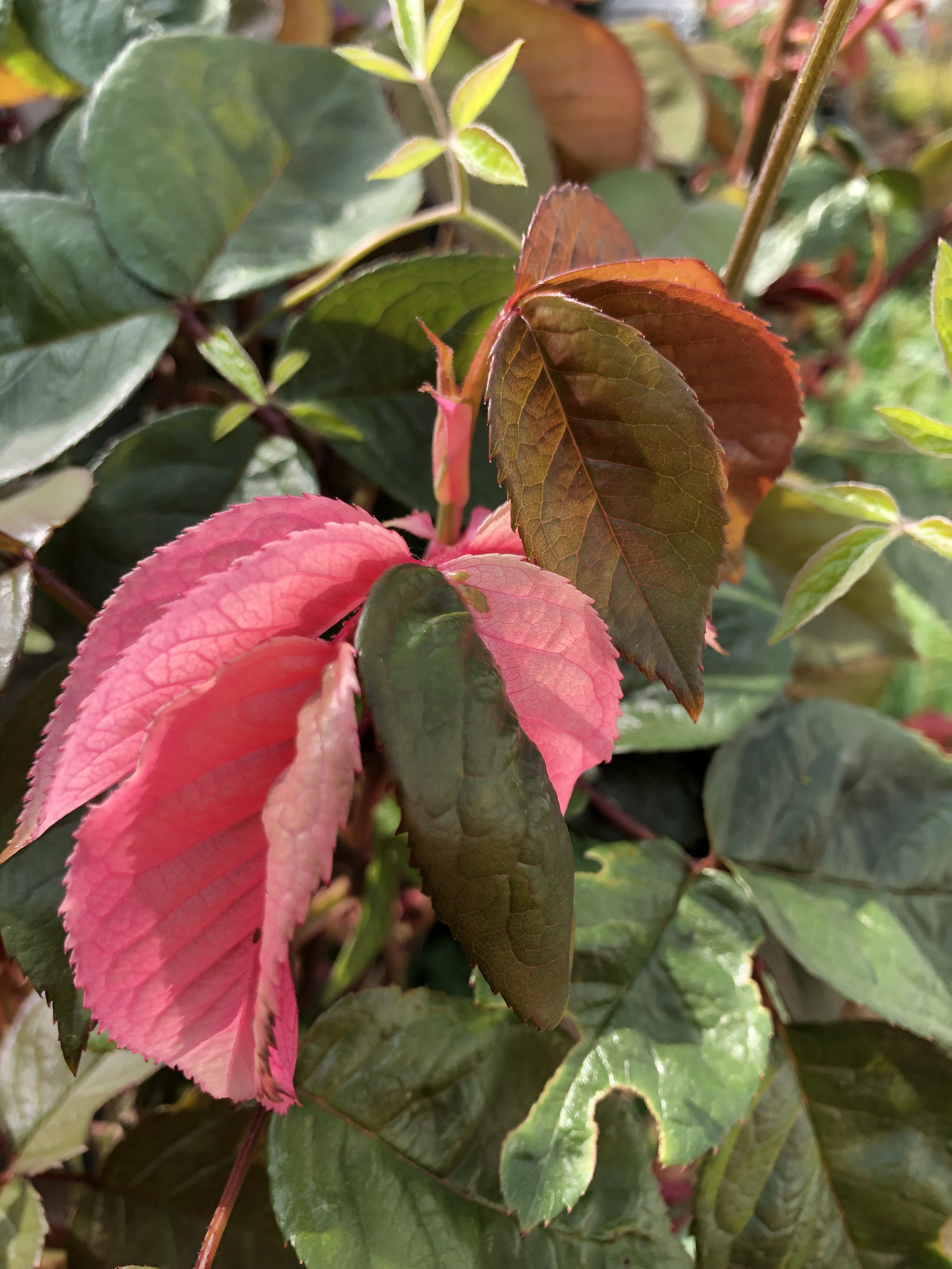 Rose leaves turned bright pink — BBC Gardeners' World Magazine