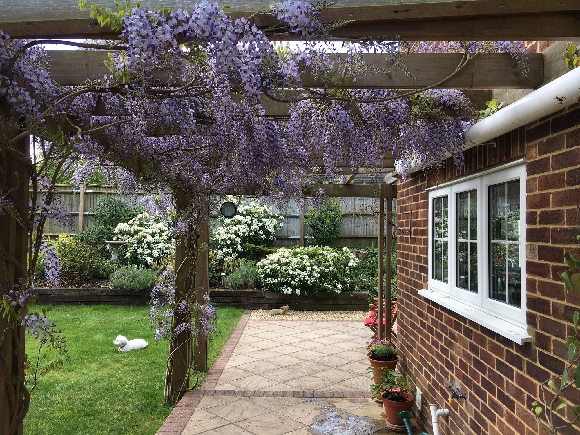 How many Wisteria is enough for a pergola? — BBC Gardeners' World Magazine