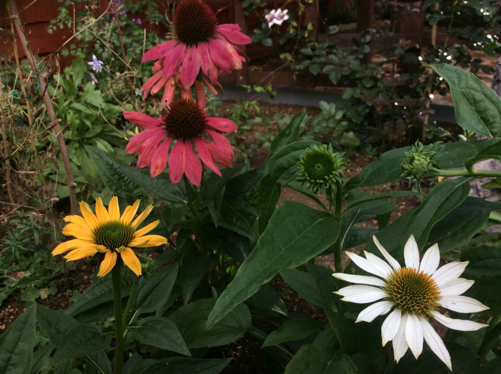 Echinacea seedlings overwinter — BBC Gardeners' World Magazine