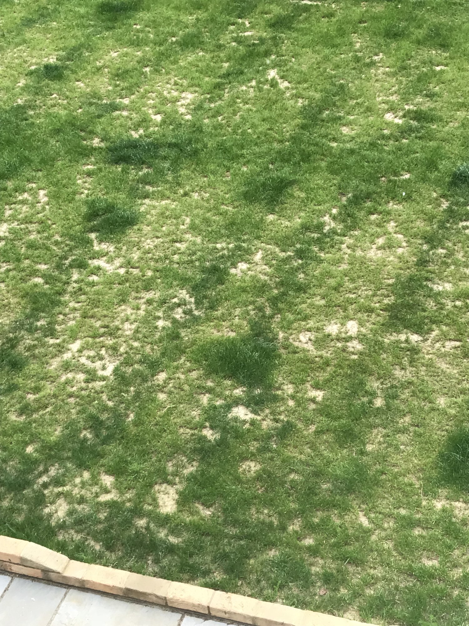 Patchy lawn 7 months after seeding — BBC Gardeners' World Magazine