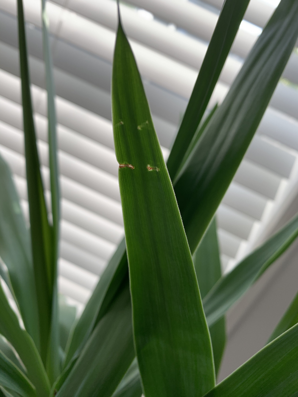 Can you identify the problem(s) with my Yucca? — BBC Gardeners' World