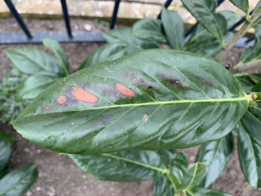 Diseased laurel hedge — BBC Gardeners' World Magazine