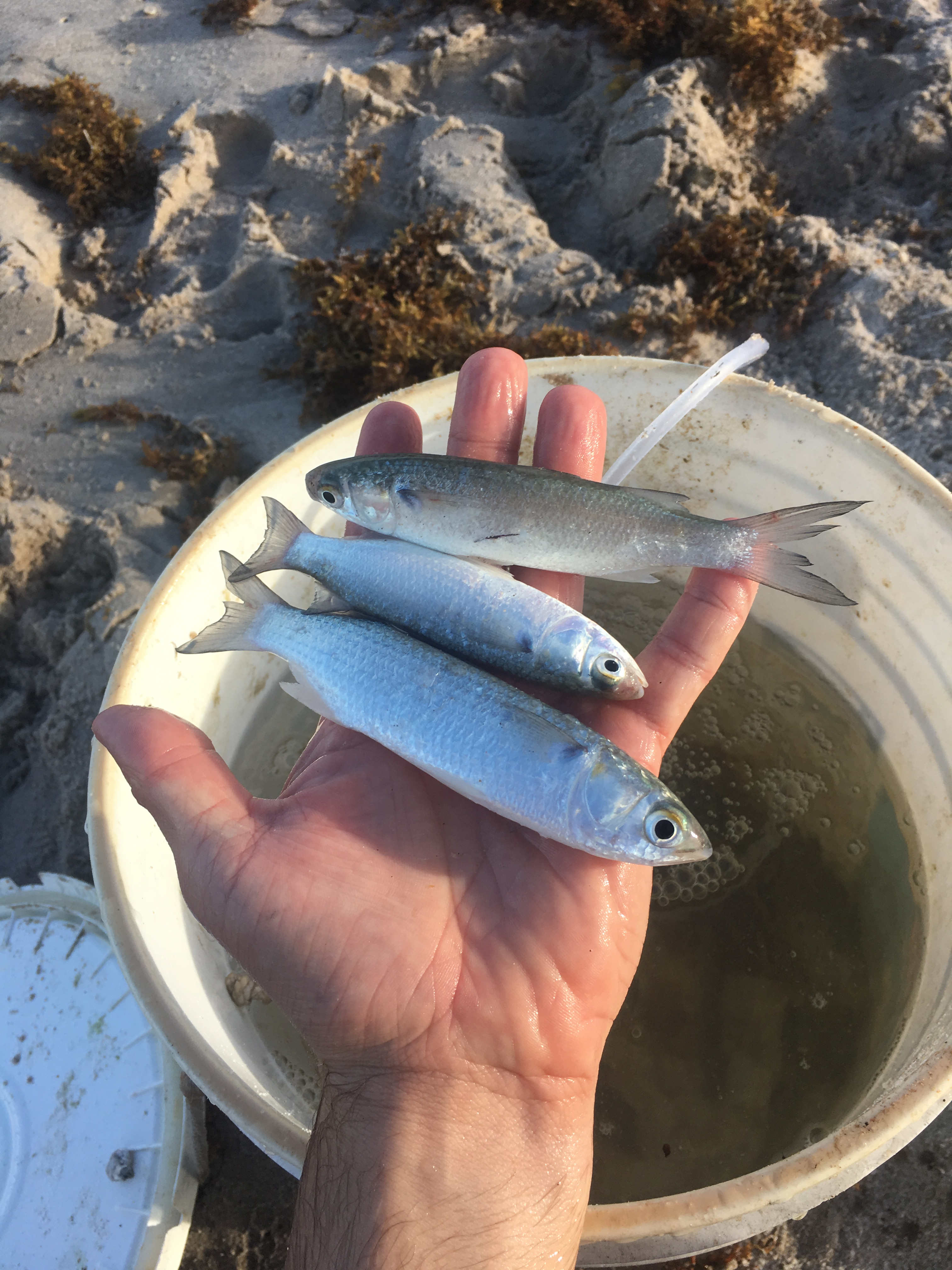Where are the mullet? — Florida Sportsman