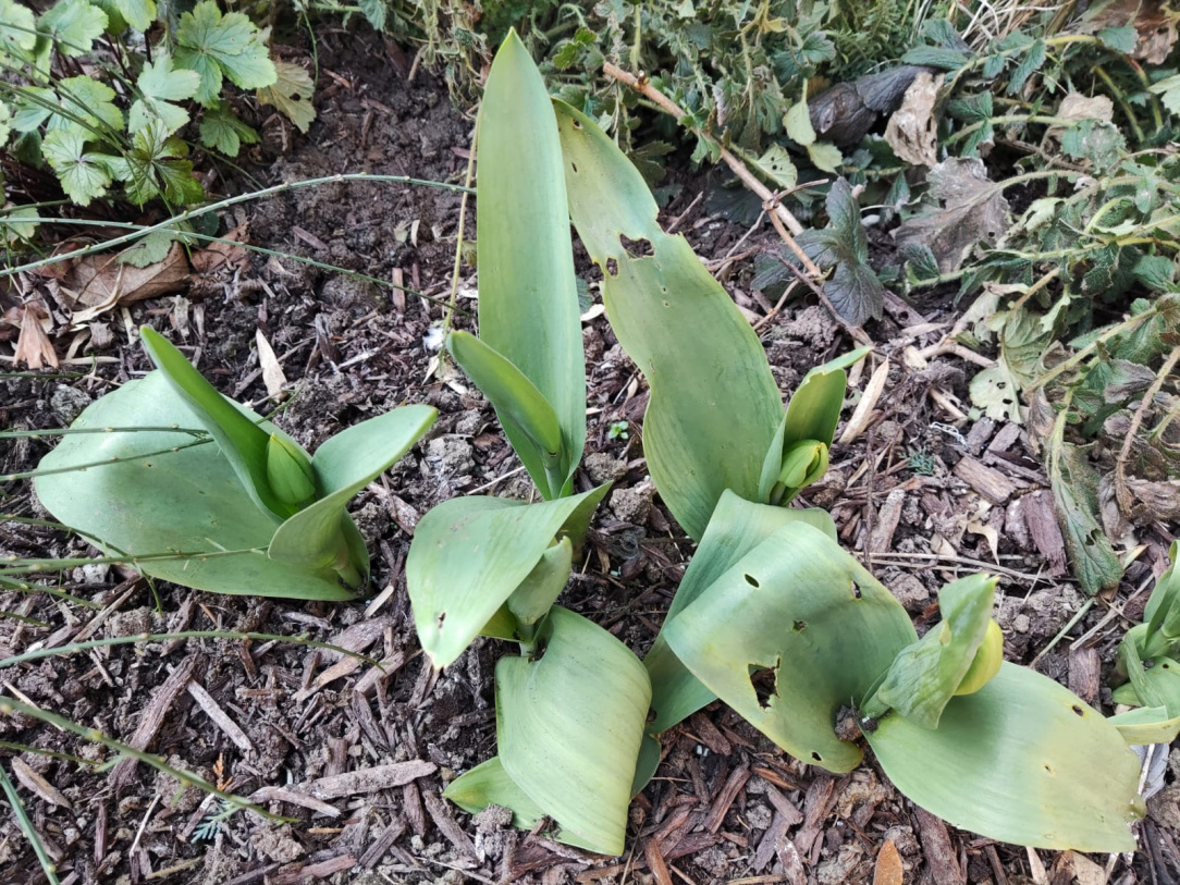 Slugs eating tulips — boards.ie Now Ye're Talkin'