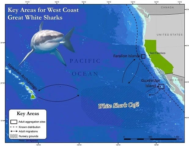 Great White Sharks Map Oceana USA