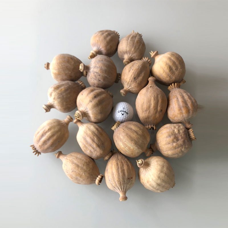 Dried Poppy Pods Shipped From The US! USA Dried Flowers