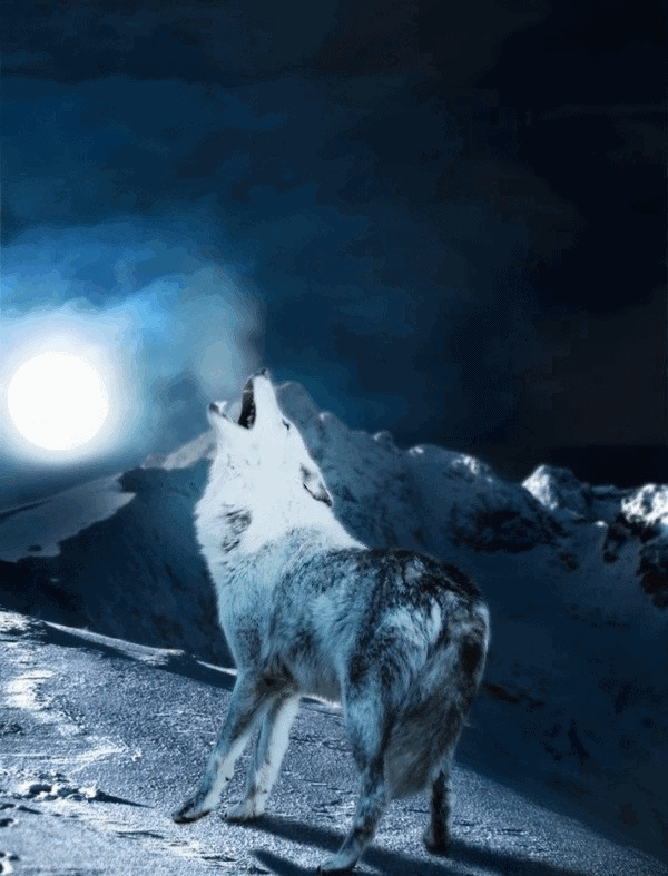 Heulender Wolf GIF Tumblr