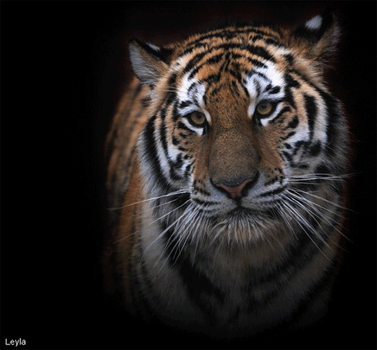 Tigres GIF. 100 imagens animadas de tigres bocejando e dormindo