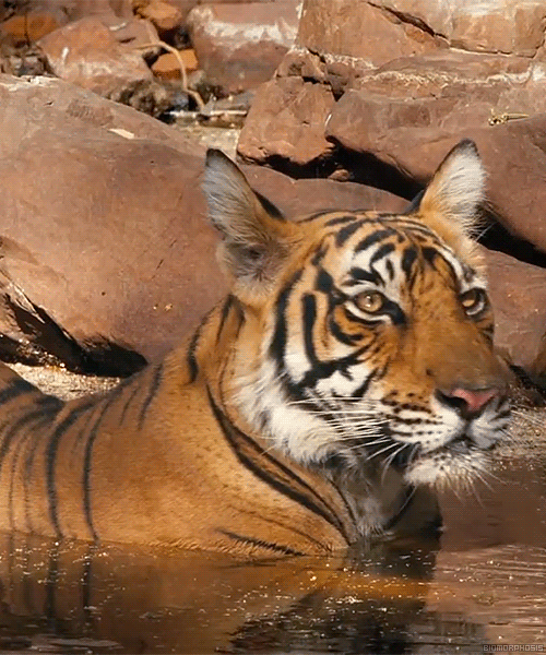 Animated Tiger Gif