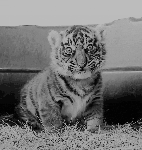 White Tiger Tumblr Gif