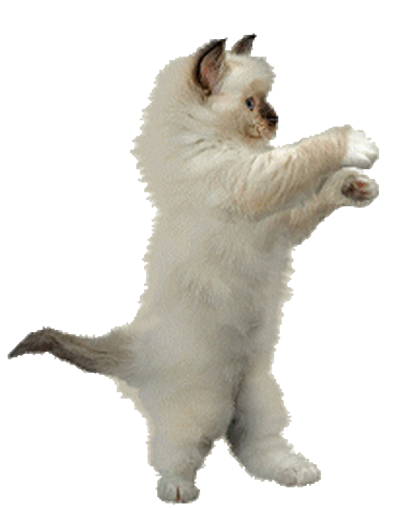 Animated Gif Dancing Cat