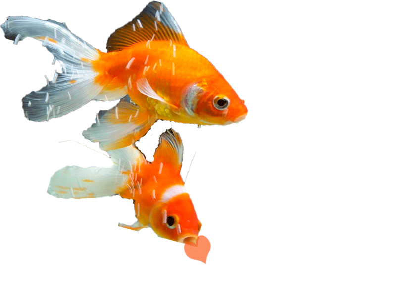 Fish 64 GIF Animated Picture