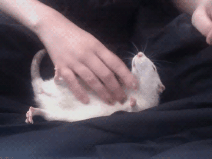 Rats on GIFs 80 Animated Images of These Rodents