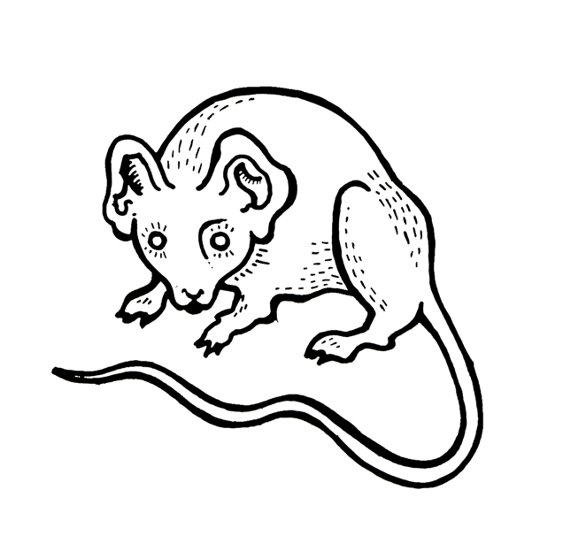 Rats on GIFs 80 Animated Images of These Rodents