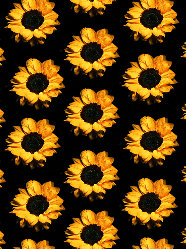 Sunflower GIFs 95 Beautiful GIF Animations for Free