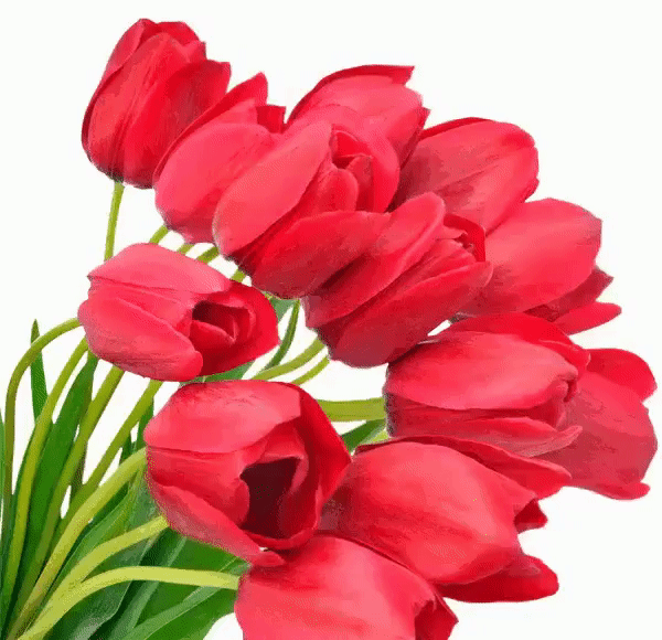 Tulips GIFs 100 Pieces of Animated Pictures. Spring Flowers