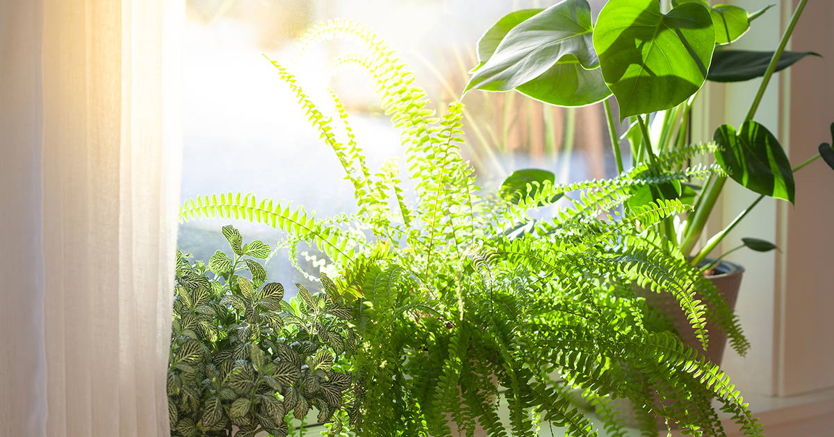 Sunlight vs. Artificial Light Micro Blog USA Grow Shop