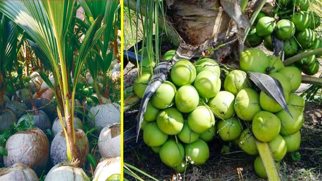 Jarak Tanam Kelapa Hibrida Yang Ideal Akan Memperoleh Buah Sempurna