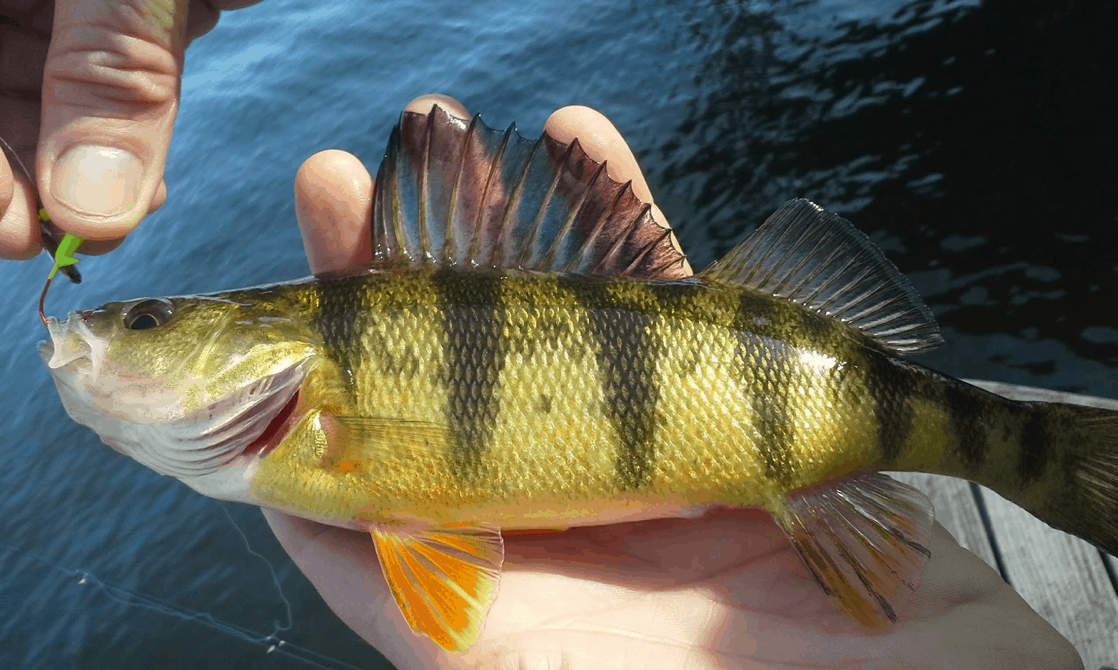 Perch Fishing Tips and Techniques Guaranteed to Increase Your Odds in 2024