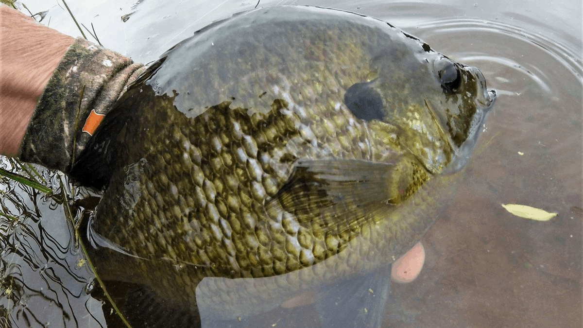 When Do Bluegill Spawn? USAngler