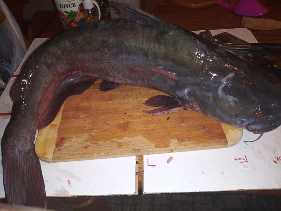 How To Clean and Fillet Catfish The Fastest Method We’ve Ever Seen