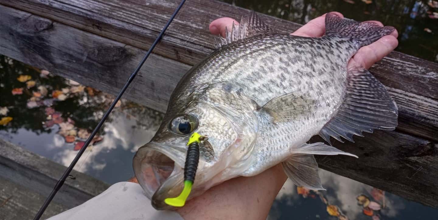 The Humble Grub Is It the Best Soft Plastic Bait of All Time? USAngler