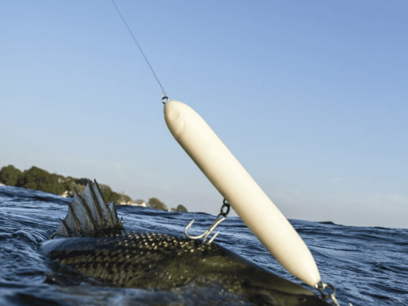 Is Snagging Fish Legal? USAngler