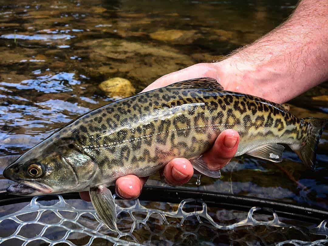 Types of Trout Species Understanding Trout in North America USAngler