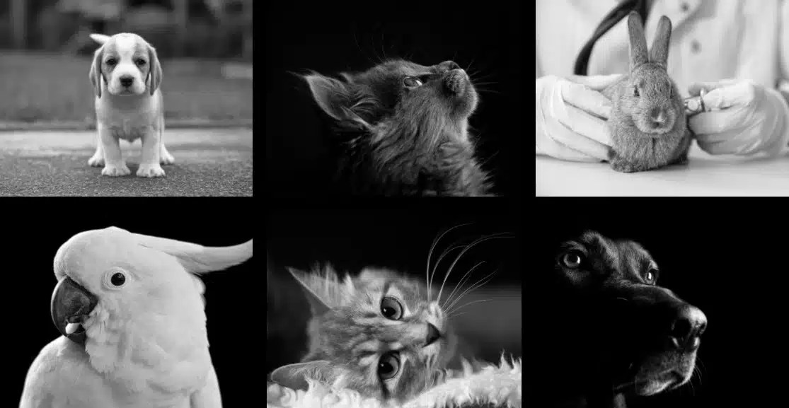 Absecon Veterinary Hospital Chooses USA Phone To Help With Expansion