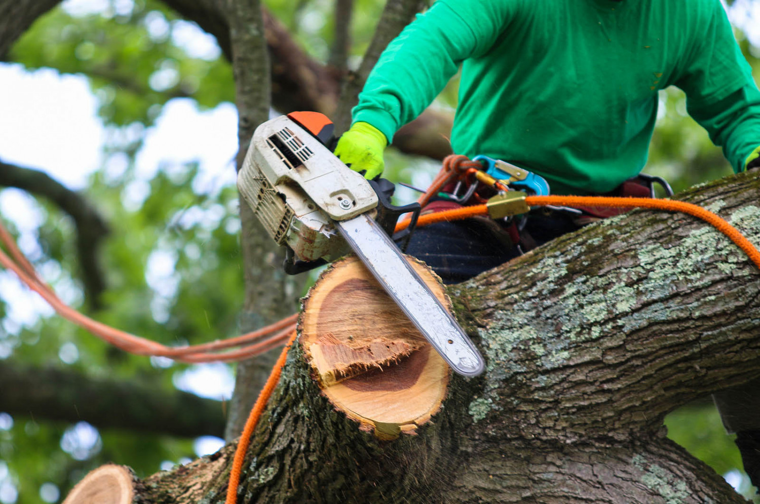 Usa Tree Care Pros Stump Grinding