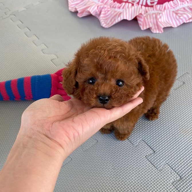 Toy Poodle Puppies For Ready Used Philippines