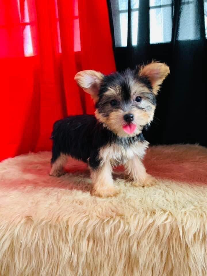 Ayosdito Pomeranian Dog for sale Used Philippines