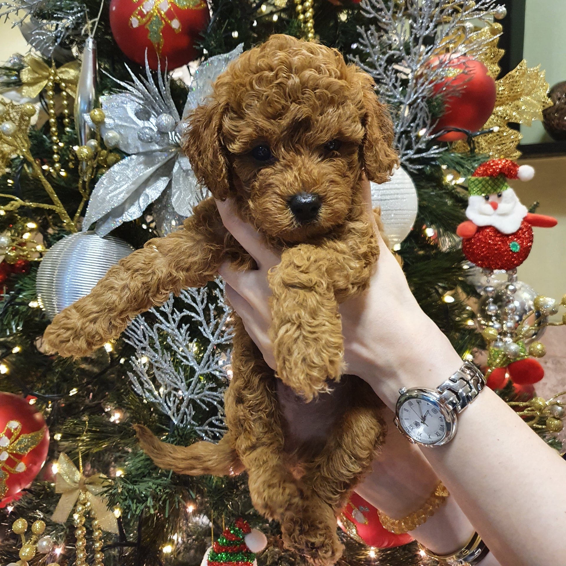 Toy Poodle Puppies Used Philippines