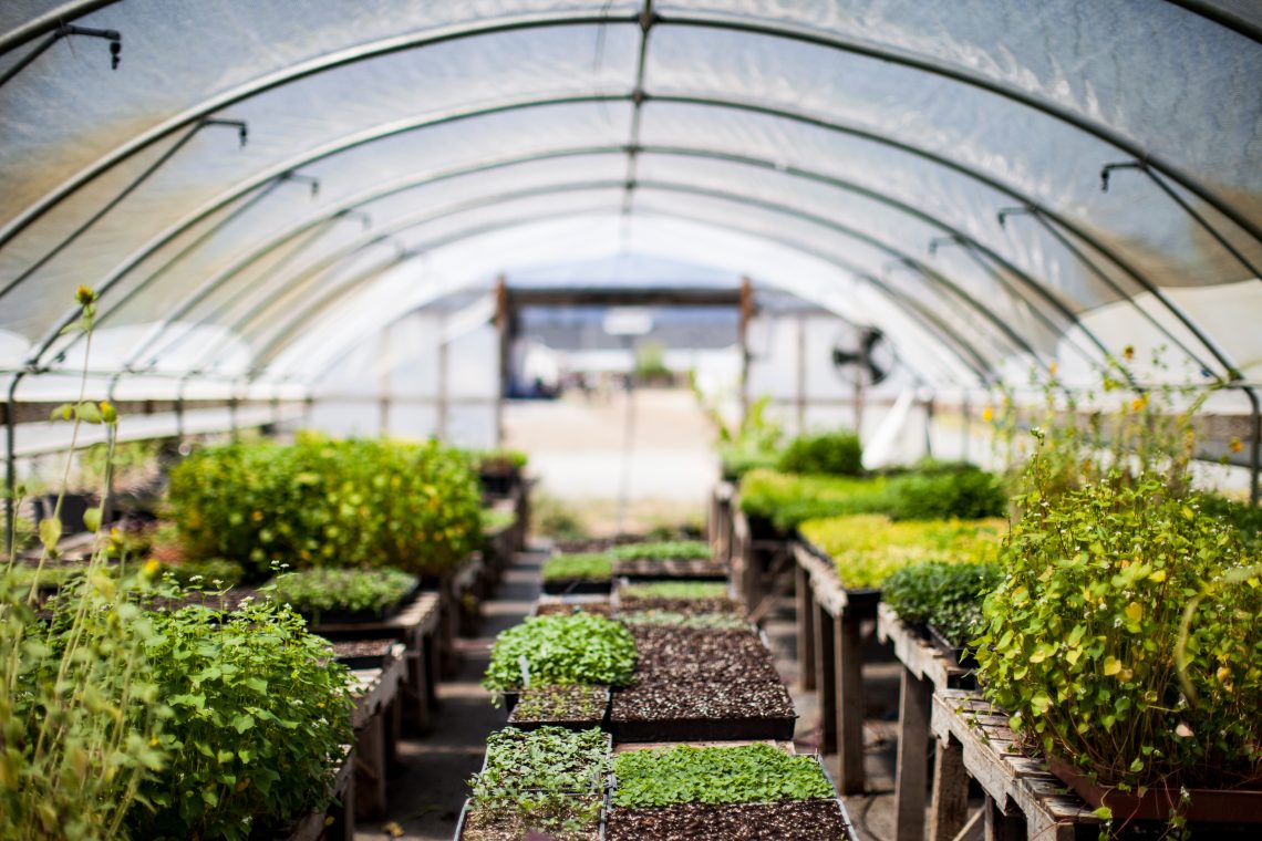 Best Greenhouses Guide 5 Maintenance Tips For Homeowners