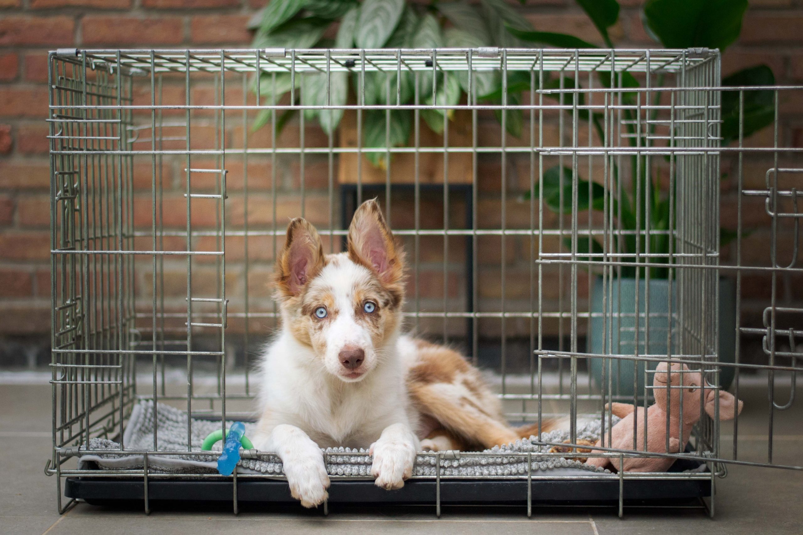 Guide For Choosing the Right Crate Size for Big Dogs