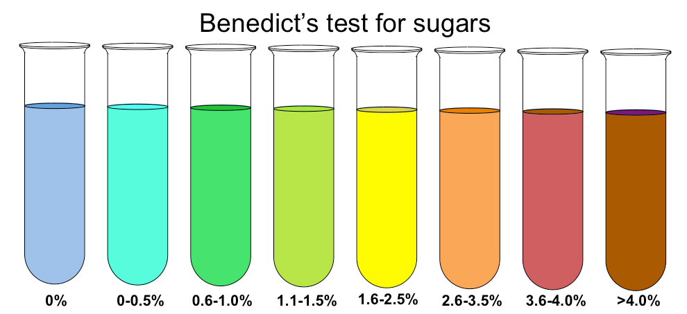 What does the Benedict's test show in someone who eats fruit, jam