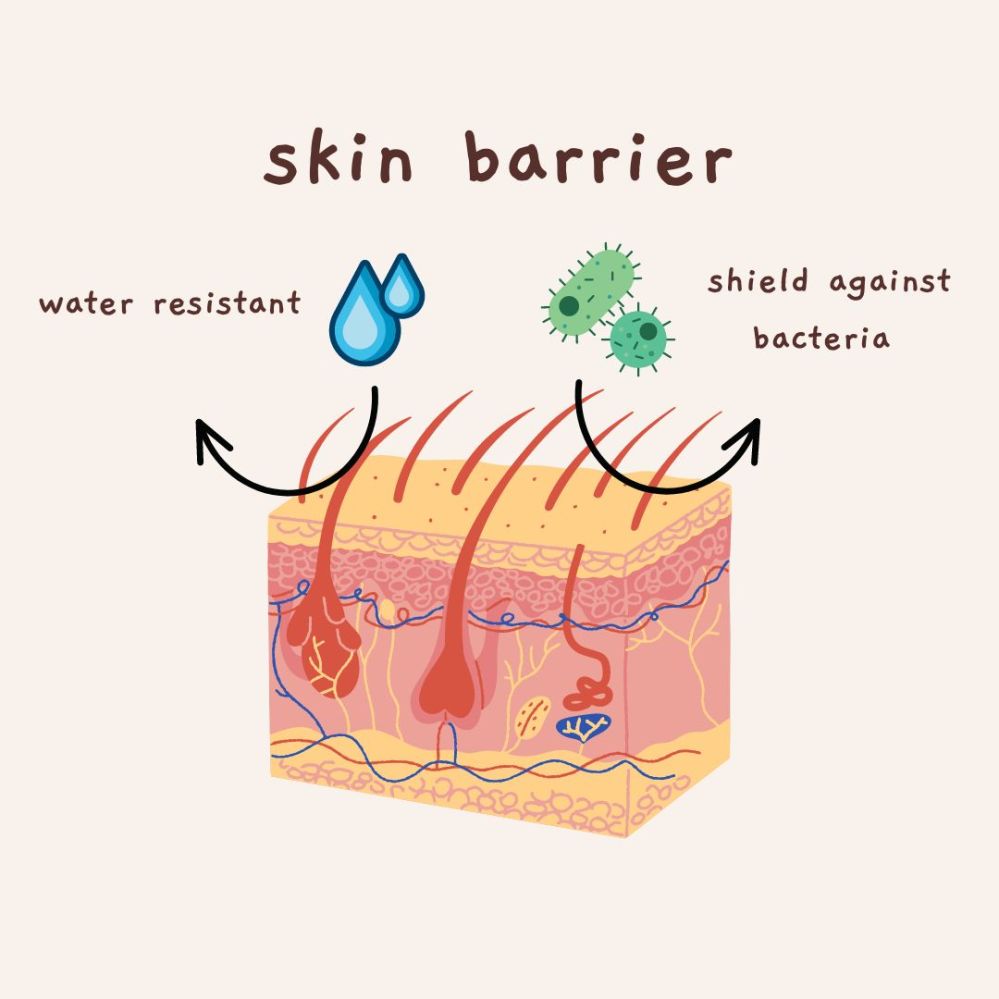 What Happens When The Skin Barrier Is Damaged? Kinnu