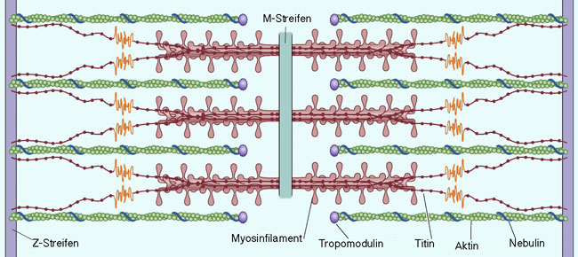 Physiologie Kontraktionsmechanismus