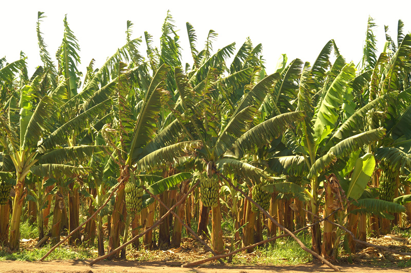 Where we work Mpongwe