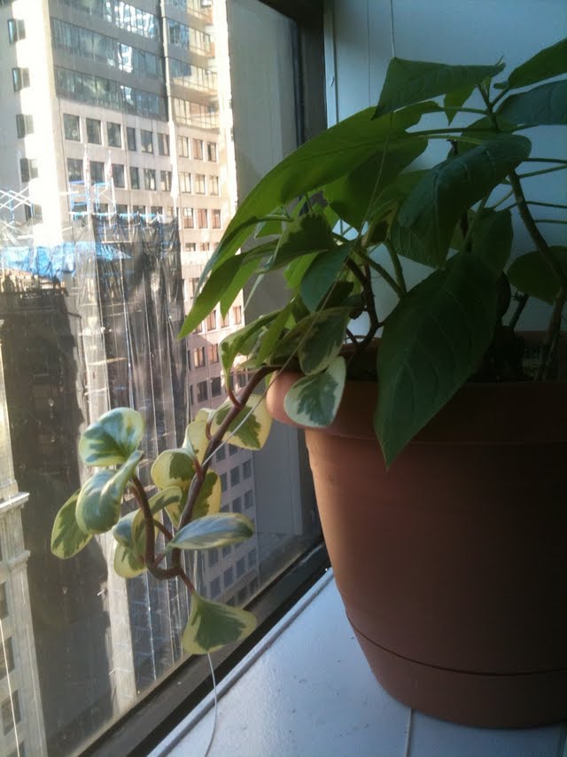 8 ways to breed plants when you are on vacation