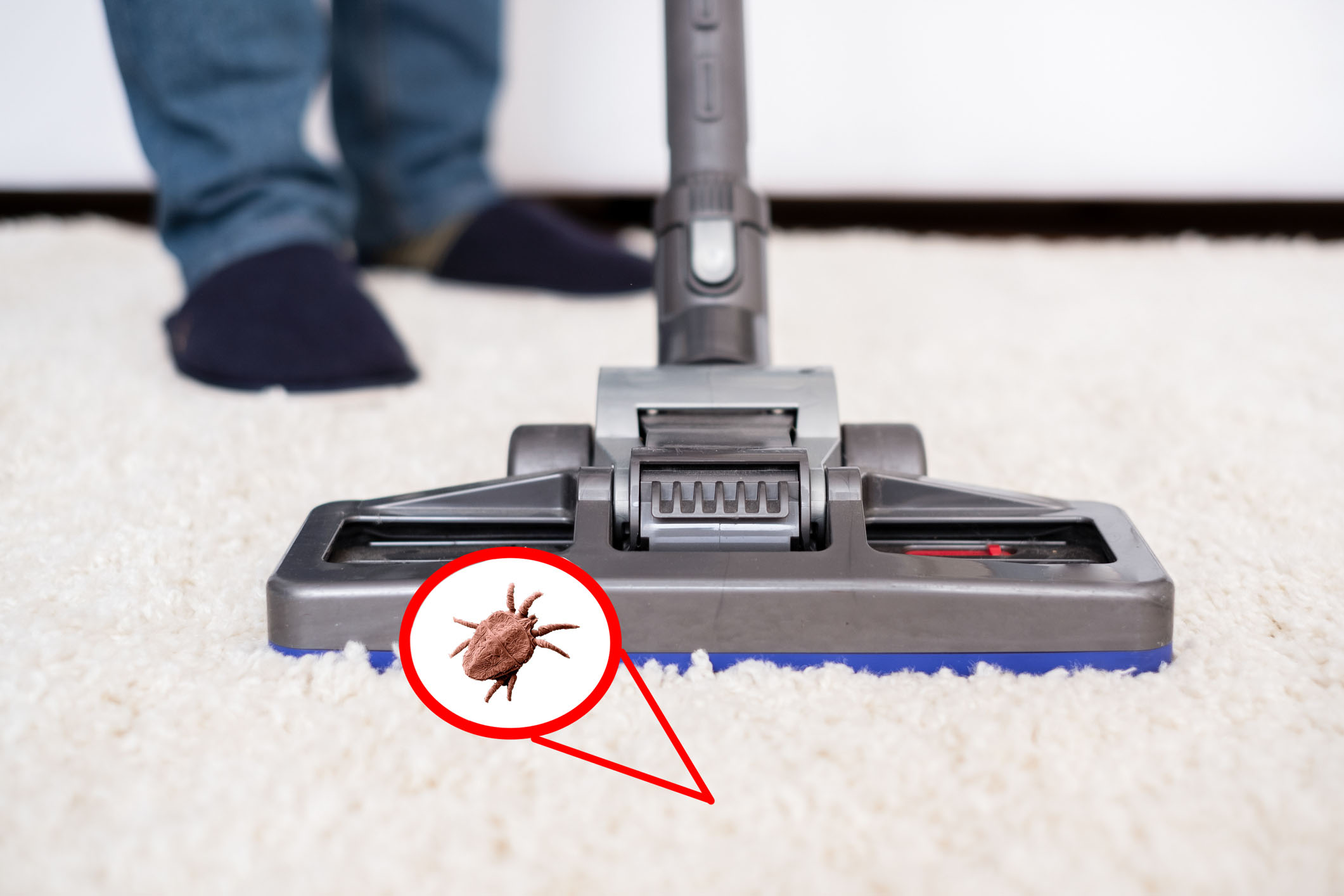 Can Vacuuming Kill Fleas Help Advice Vacuum Guide Blog